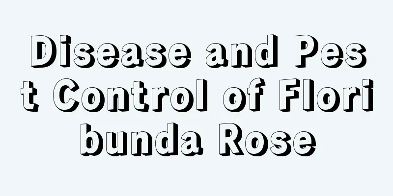 Disease and Pest Control of Floribunda Rose