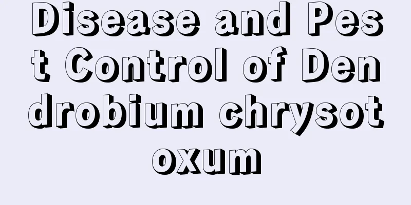 Disease and Pest Control of Dendrobium chrysotoxum