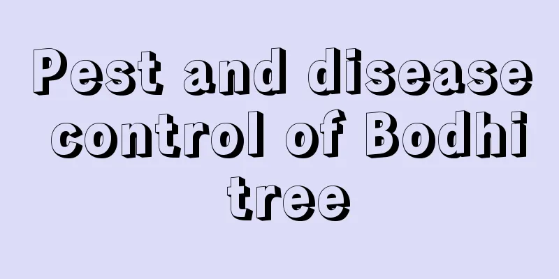 Pest and disease control of Bodhi tree