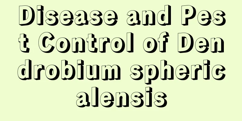 Disease and Pest Control of Dendrobium sphericalensis