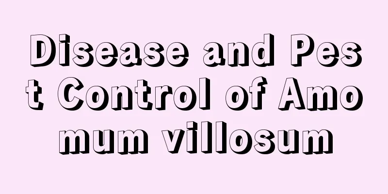 Disease and Pest Control of Amomum villosum