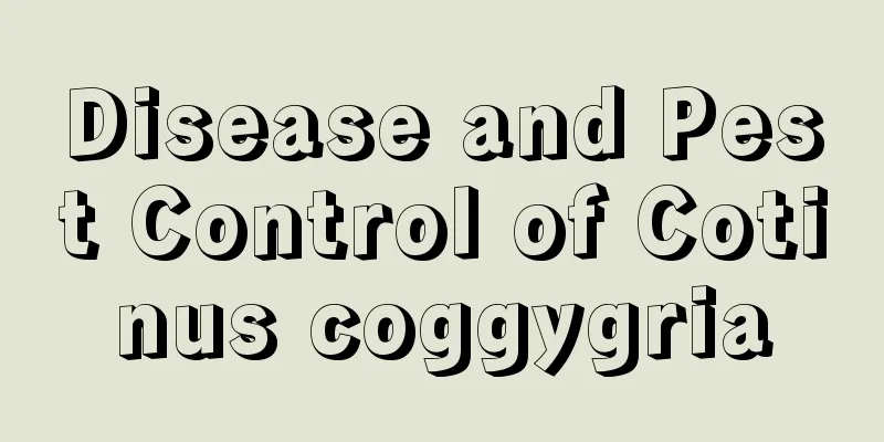 Disease and Pest Control of Cotinus coggygria