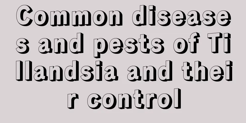 Common diseases and pests of Tillandsia and their control