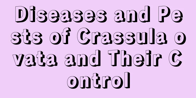 Diseases and Pests of Crassula ovata and Their Control