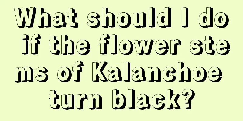 What should I do if the flower stems of Kalanchoe turn black?