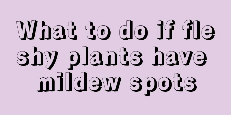 What to do if fleshy plants have mildew spots