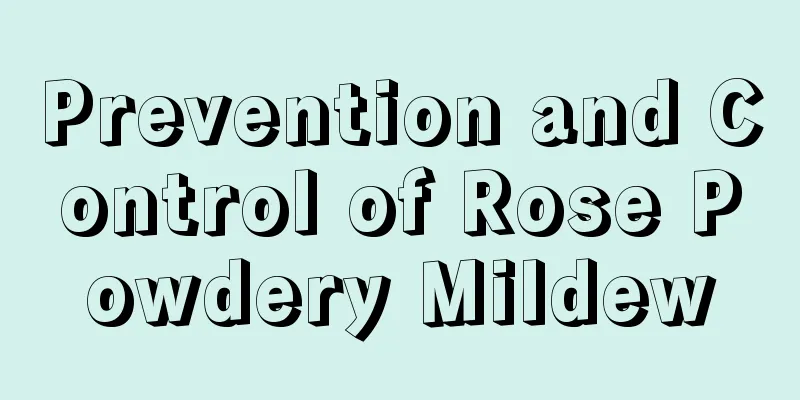 Prevention and Control of Rose Powdery Mildew