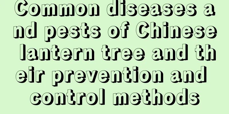 Common diseases and pests of Chinese lantern tree and their prevention and control methods