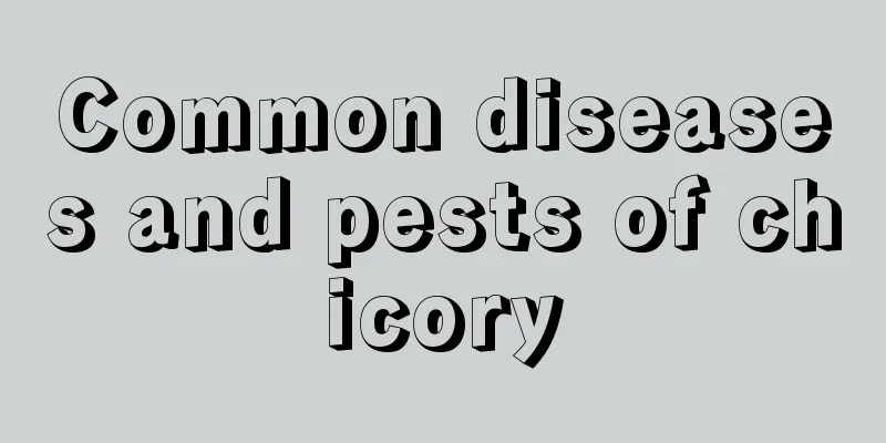 Common diseases and pests of chicory