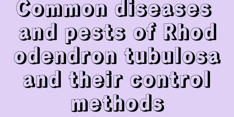 Common diseases and pests of Rhododendron tubulosa and their control methods