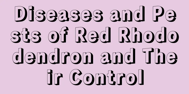 Diseases and Pests of Red Rhododendron and Their Control