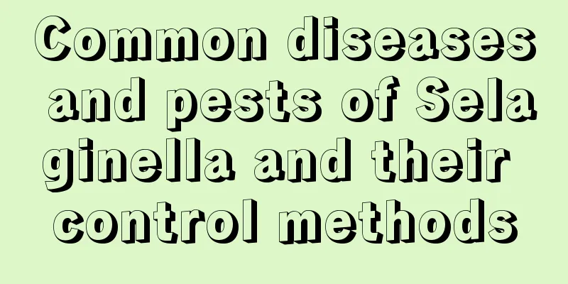 Common diseases and pests of Selaginella and their control methods