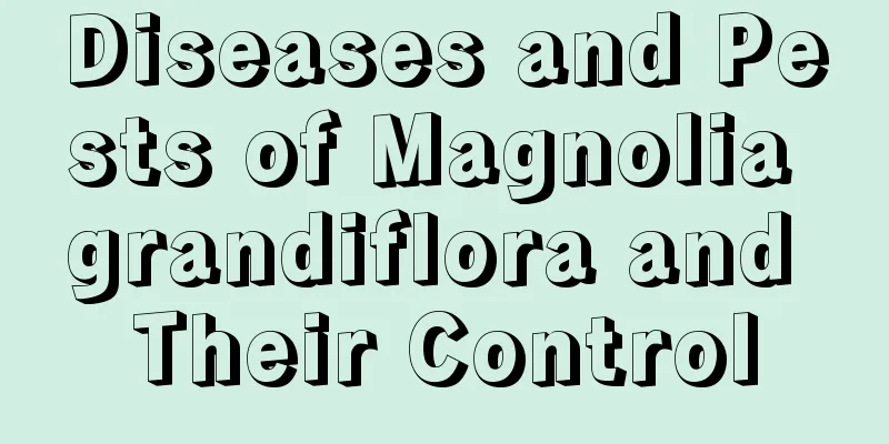 Diseases and Pests of Magnolia grandiflora and Their Control