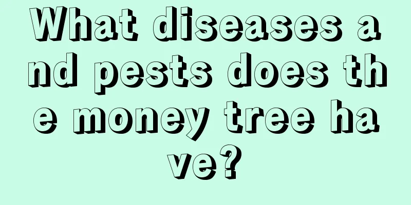 What diseases and pests does the money tree have?