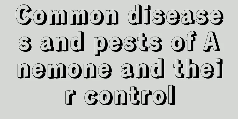 Common diseases and pests of Anemone and their control