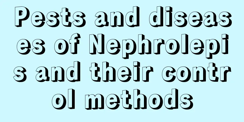 Pests and diseases of Nephrolepis and their control methods