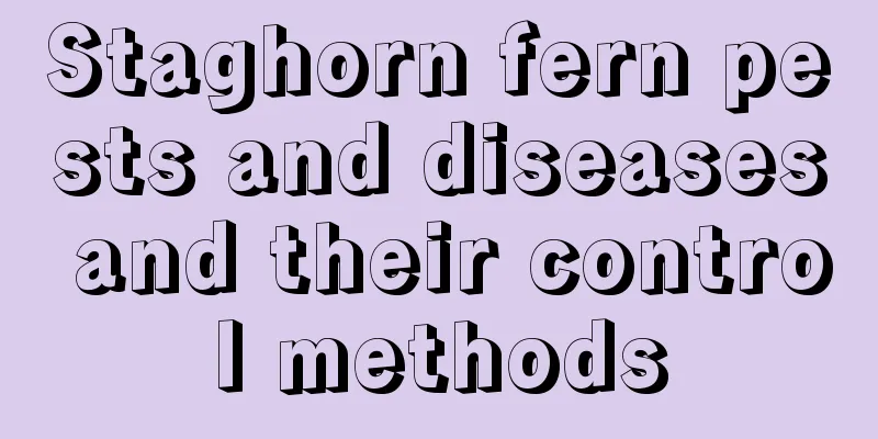 Staghorn fern pests and diseases and their control methods