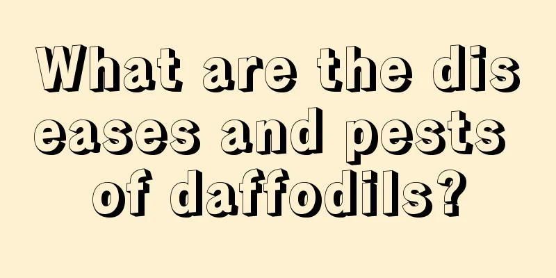 What are the diseases and pests of daffodils?