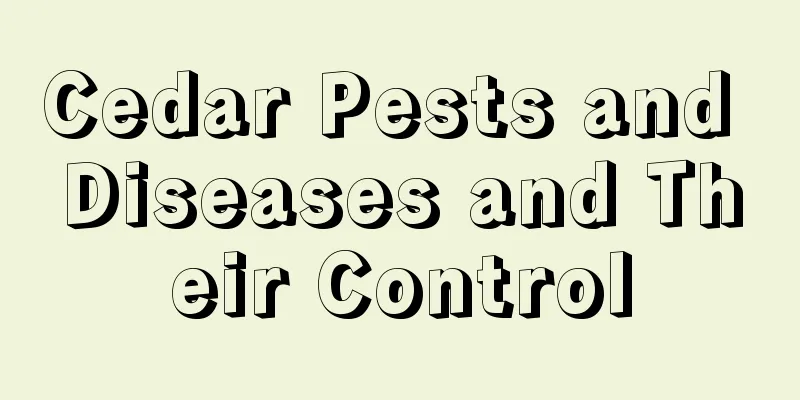 Cedar Pests and Diseases and Their Control