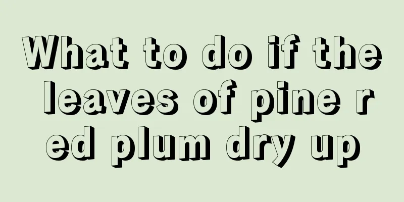 What to do if the leaves of pine red plum dry up