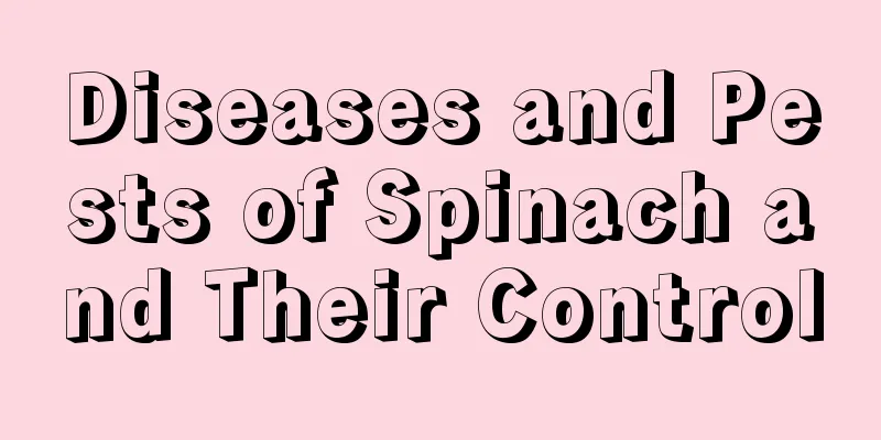 Diseases and Pests of Spinach and Their Control