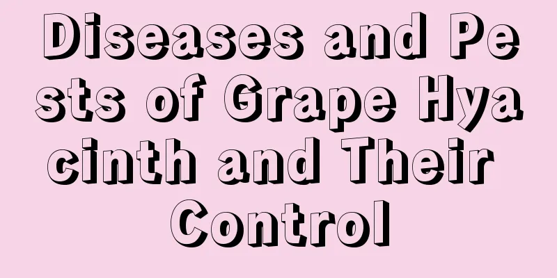 Diseases and Pests of Grape Hyacinth and Their Control