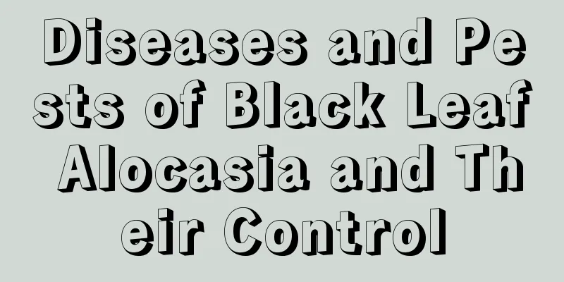 Diseases and Pests of Black Leaf Alocasia and Their Control