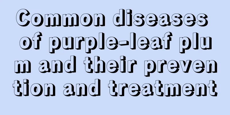 Common diseases of purple-leaf plum and their prevention and treatment