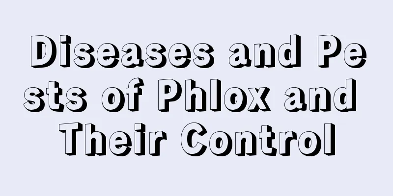 Diseases and Pests of Phlox and Their Control