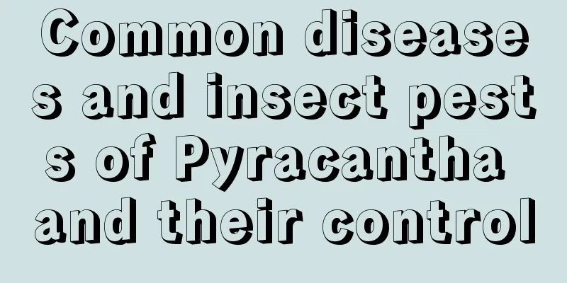 Common diseases and insect pests of Pyracantha and their control