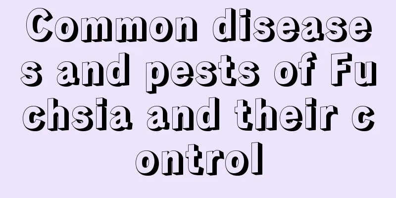 Common diseases and pests of Fuchsia and their control