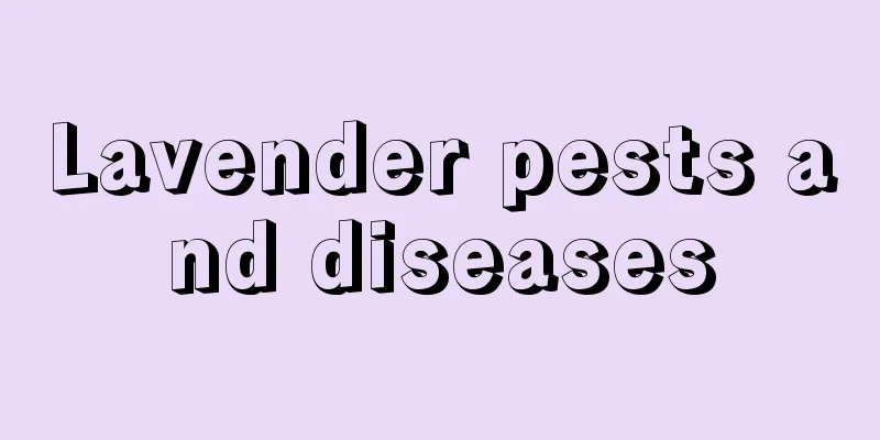 Lavender pests and diseases