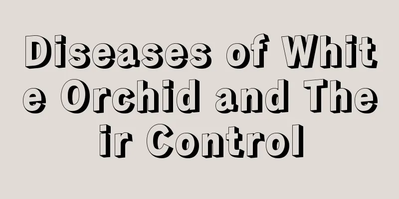 Diseases of White Orchid and Their Control