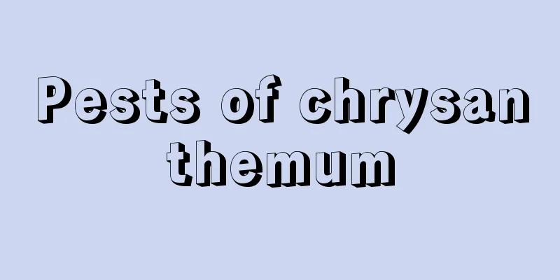 Pests of chrysanthemum