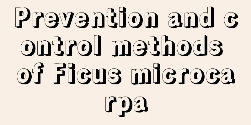 Prevention and control methods of Ficus microcarpa