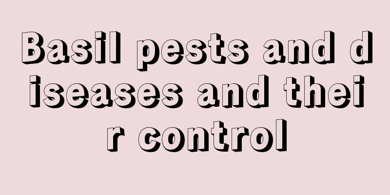 Basil pests and diseases and their control