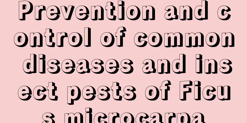 Prevention and control of common diseases and insect pests of Ficus microcarpa