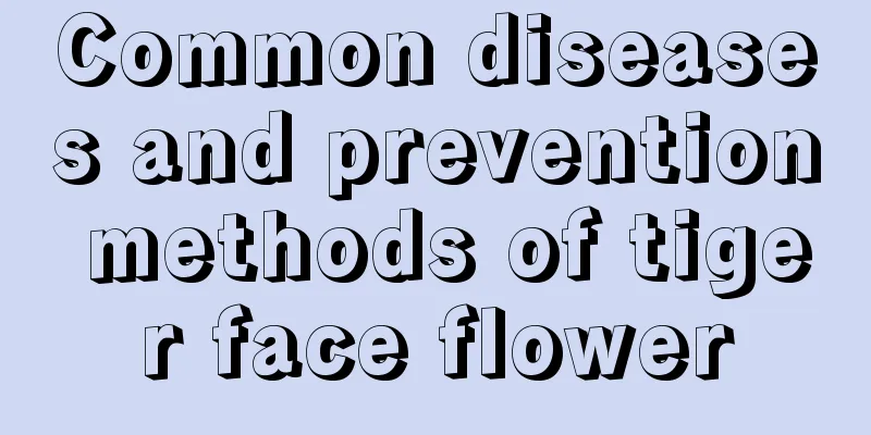 Common diseases and prevention methods of tiger face flower