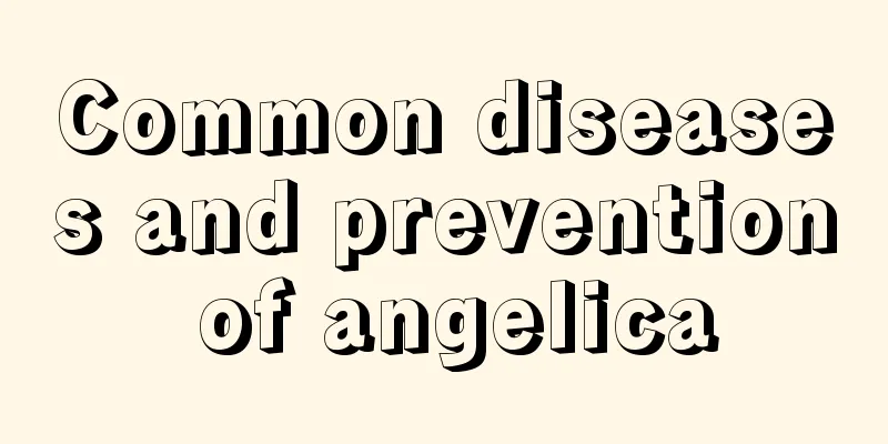 Common diseases and prevention of angelica