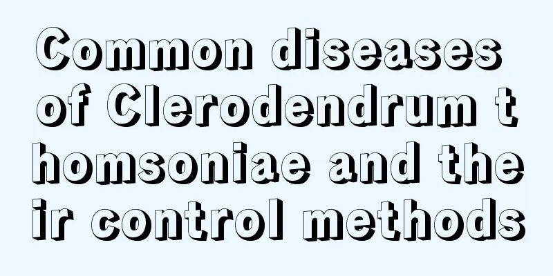 Common diseases of Clerodendrum thomsoniae and their control methods