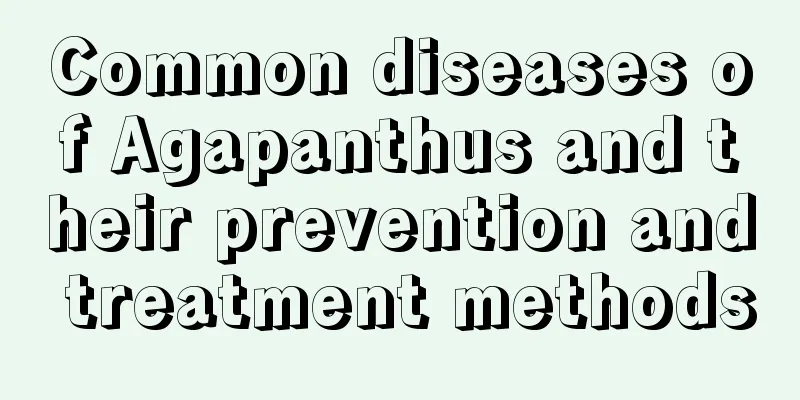 Common diseases of Agapanthus and their prevention and treatment methods