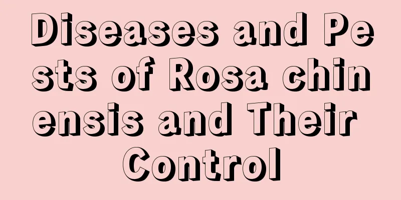 Diseases and Pests of Rosa chinensis and Their Control