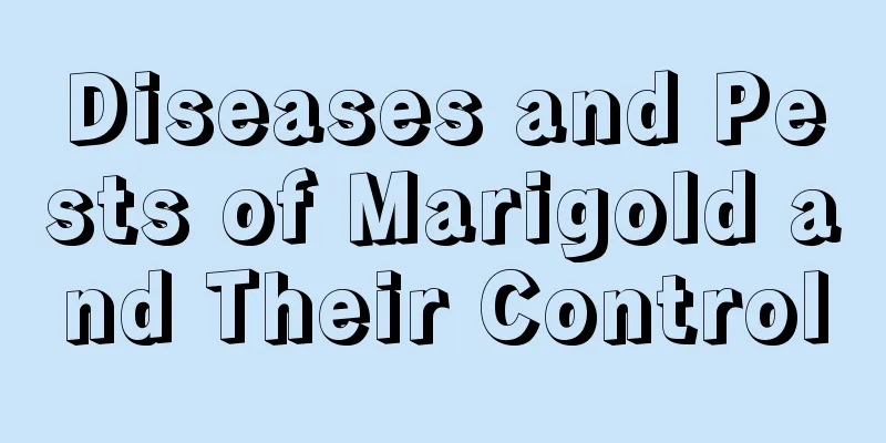 Diseases and Pests of Marigold and Their Control