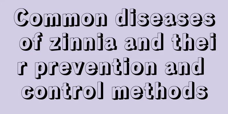 Common diseases of zinnia and their prevention and control methods