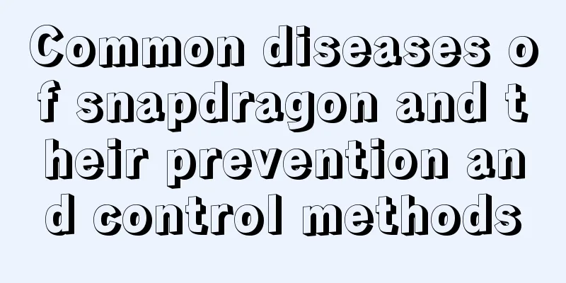 Common diseases of snapdragon and their prevention and control methods