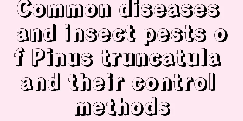 Common diseases and insect pests of Pinus truncatula and their control methods