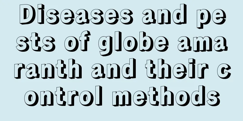 Diseases and pests of globe amaranth and their control methods