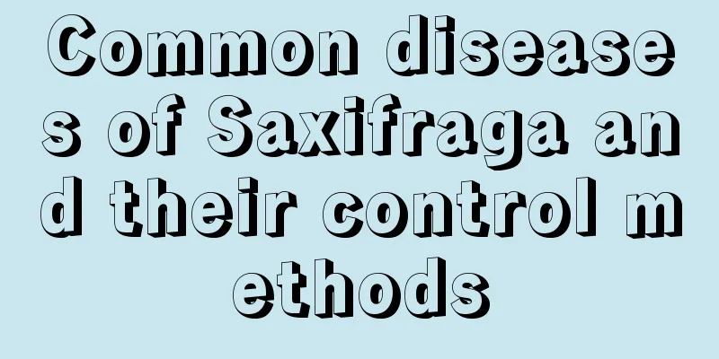 Common diseases of Saxifraga and their control methods