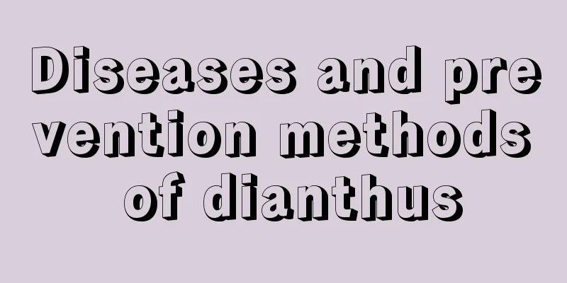 Diseases and prevention methods of dianthus