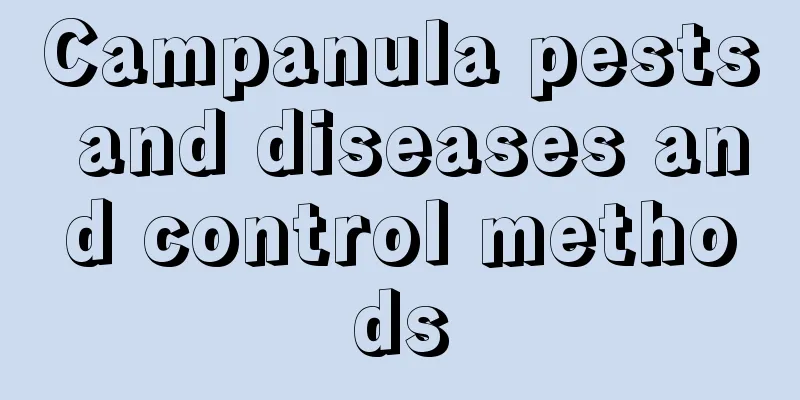 Campanula pests and diseases and control methods